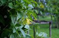Ylang Ylang nain - Cananga odorata var. fruticosa